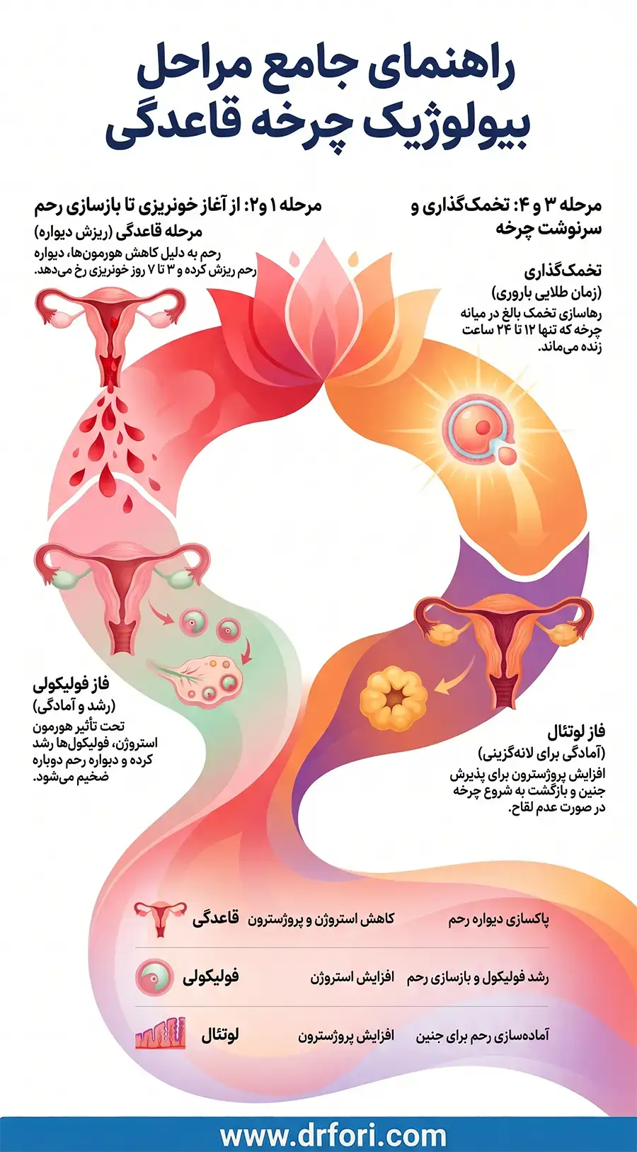 مراحل چرخه قاعدگی
