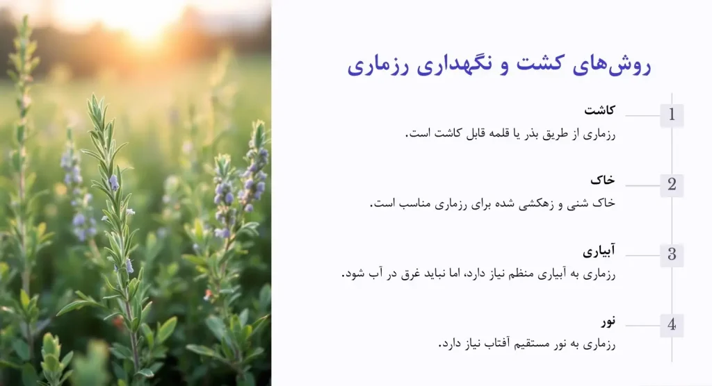 روش های کشت رزماری