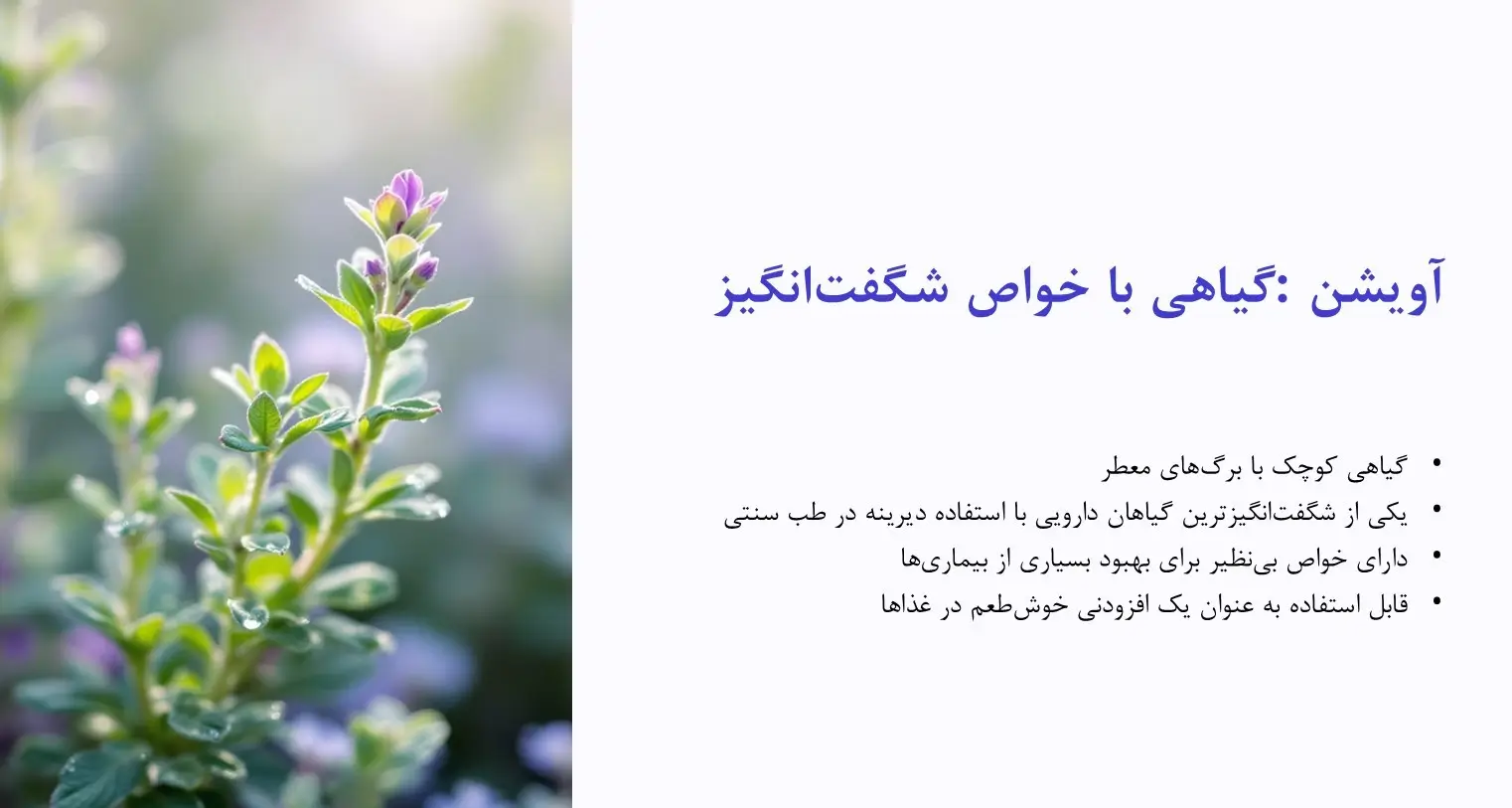کاربرد آویشن