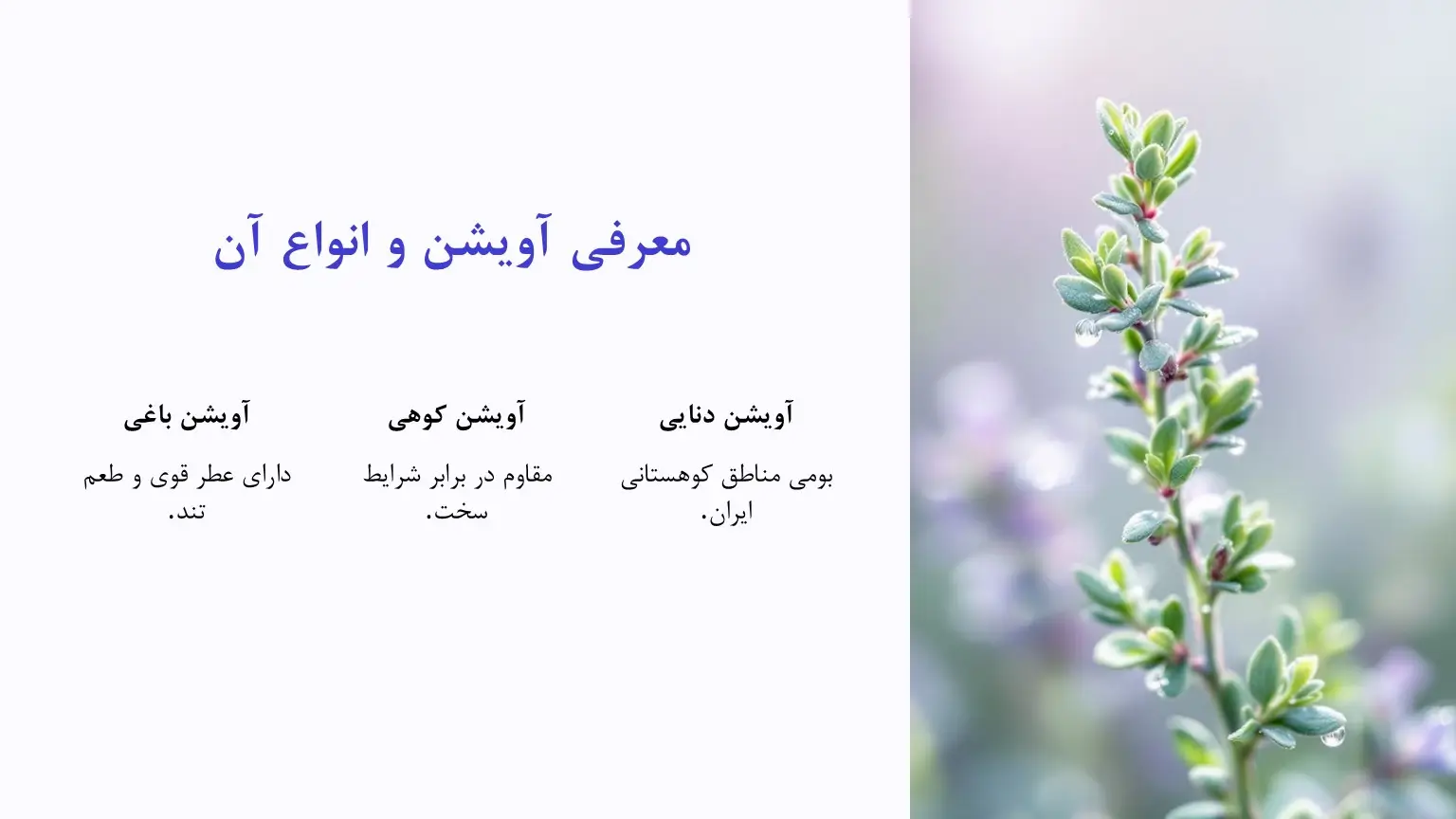 انواع آویشن