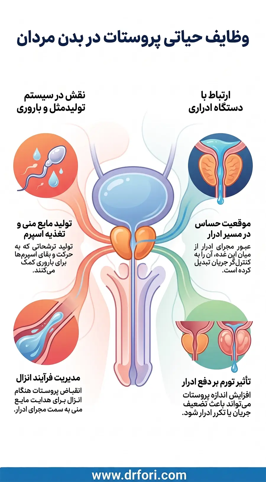 وظیفه پروستات در بدن
